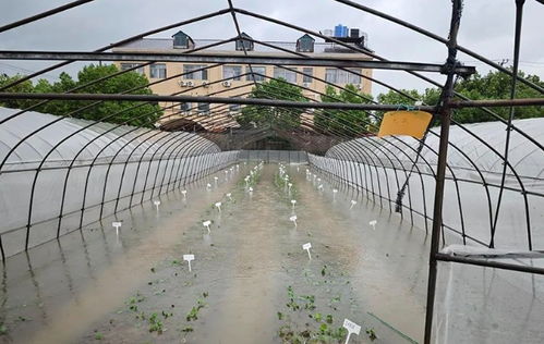 臺風災后蔬菜生產恢復技術指導與農業科研支撐