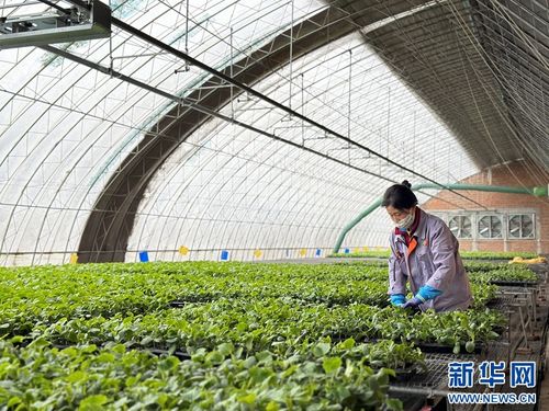 果蔬住上科技房，智慧農業種出新花樣