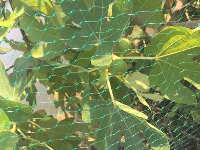 虎林窗臺遮陽網廠家 以腳踏實地精神推動農業技術研究